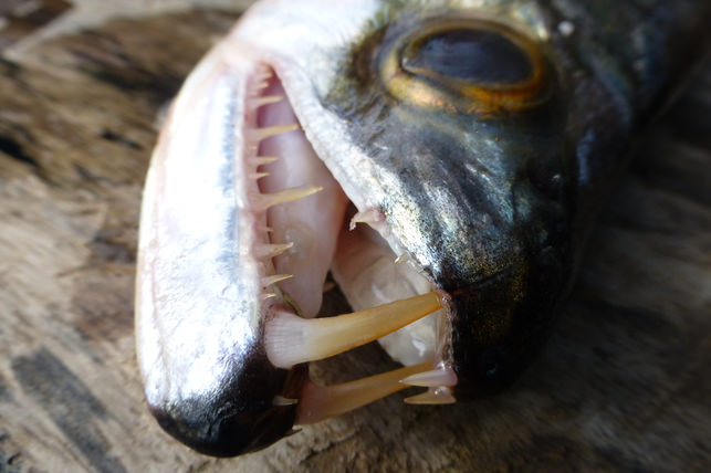 The Top-5 Scariest Teeth in the Animal Kingdom! | Just for Kids | Pediatric  dentistry
